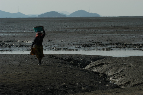 전남 신안 압해도 갯벌(2005) 